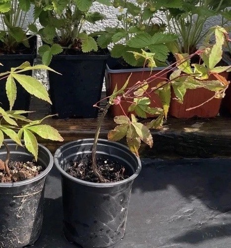 Acer palmatum osakazuki - acer, 'osakazuki'