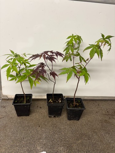 Japanese maples acer palmatum - maples,