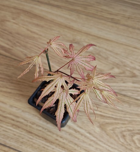 Acer palmatum aka - acer,