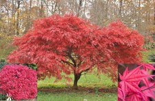 Japanese Maple Acer Tree Plant